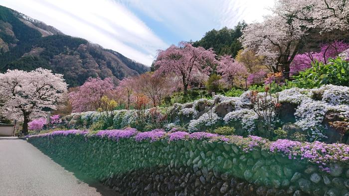 龍珠院　桜の季節