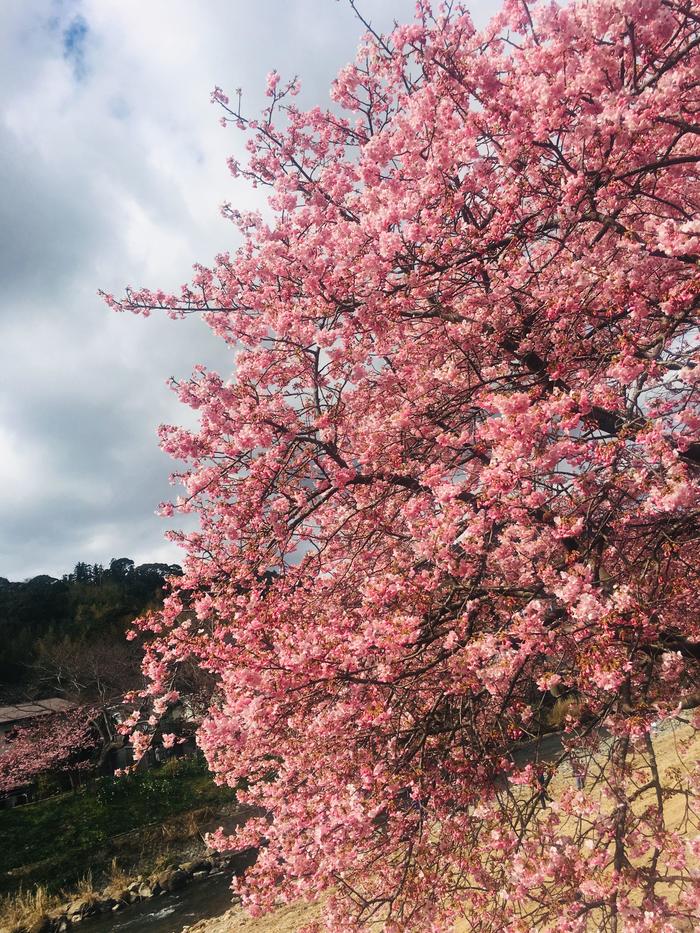 ②横から桜.jpg
