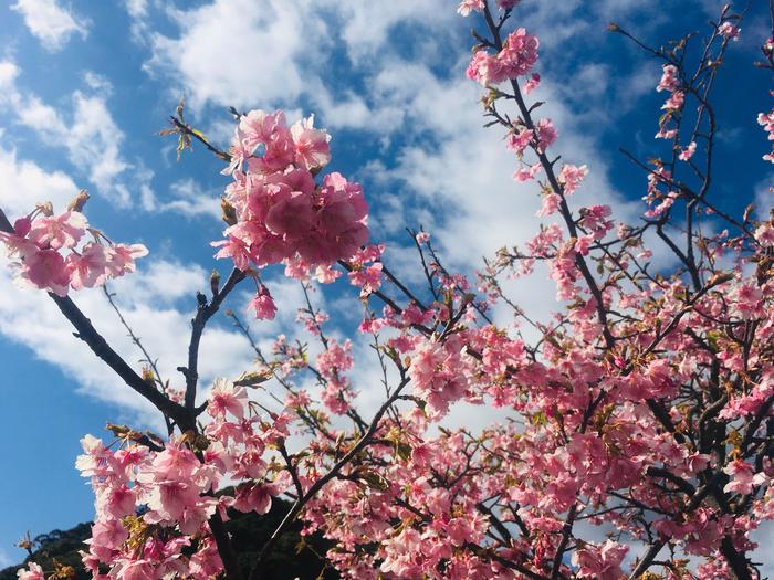 ⑤空に向かって咲く桜.jpg