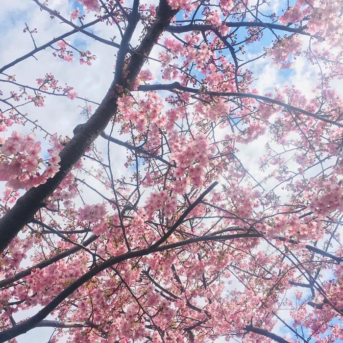 ④陽に浴びる桜.jpg
