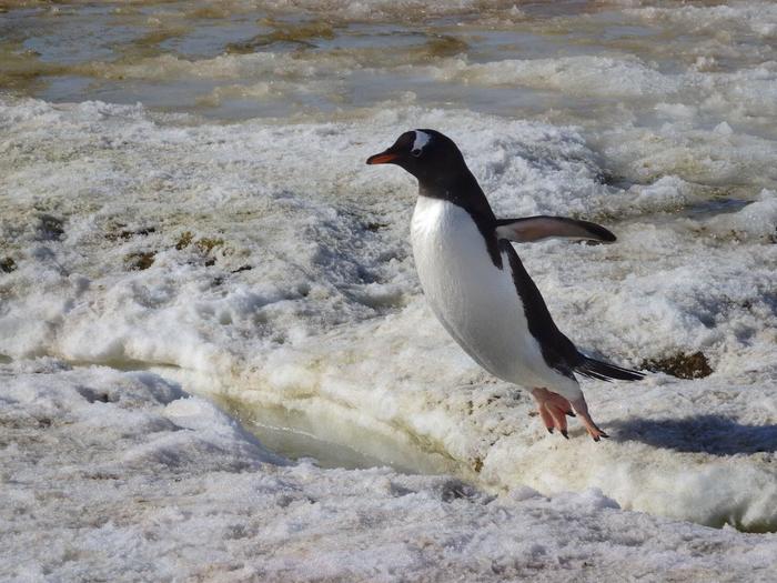 ⑰　南極　飛ぼうとしているペンギン.JPG