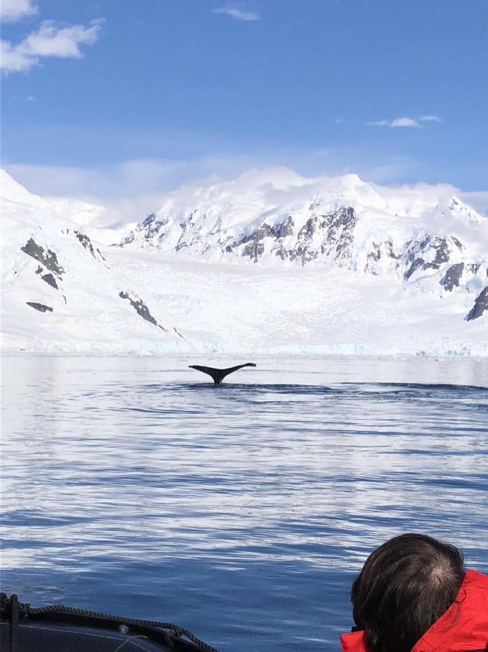 ⑯　南極　クジラ.JPG