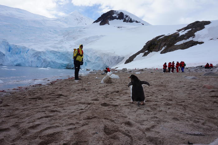⑦　南極　ネコハーバーとジェンツーペンギン.JPG