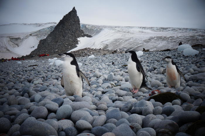 ⑭　南極　ヒゲペンギン.JPG