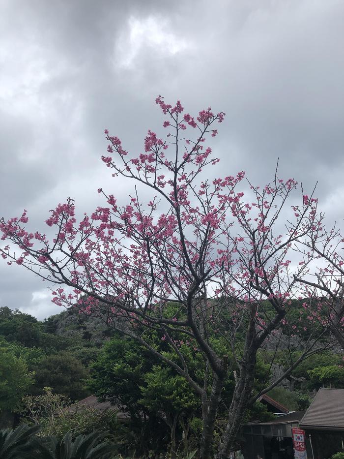 ②桜.JPG