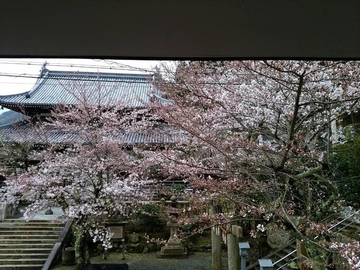 温泉禅寺の桜