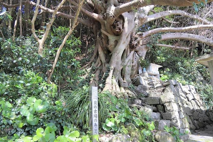 貝の古場のアコウの木