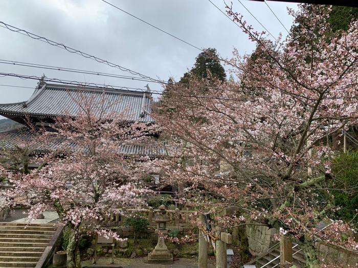 温泉禅寺の桜