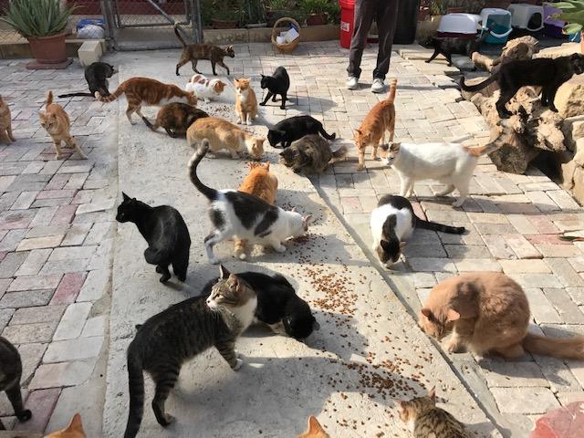 孤児院の猫たち
