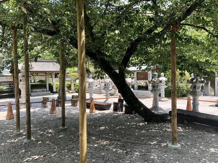 伊和志津神社　桜の木