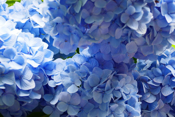 明月院ブルーの紫陽花