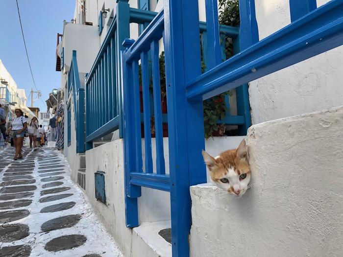 ギリシャ　猫