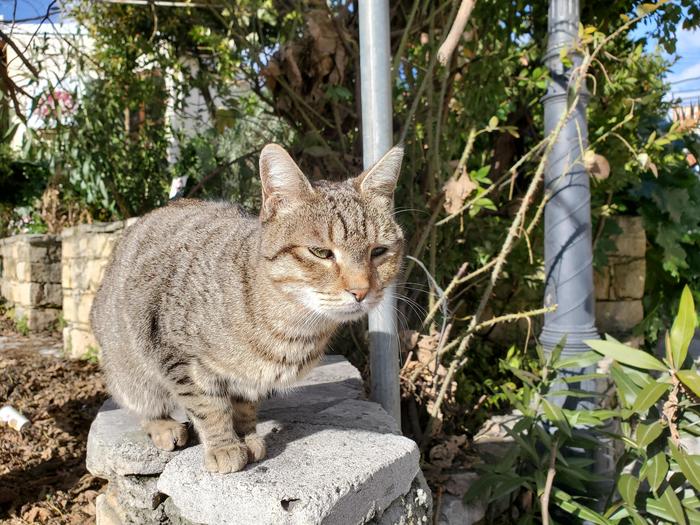 キプロス　猫の写真.jpg
