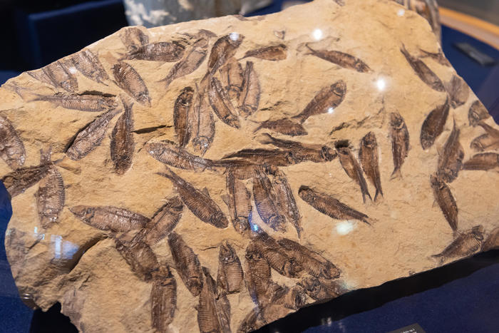 古代魚化石