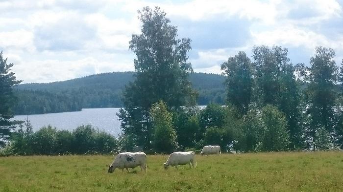 湖と山牛