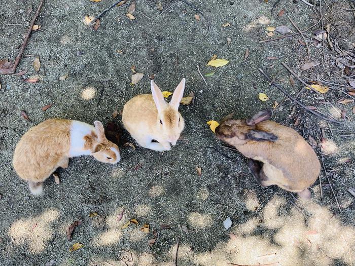 見渡す限りのウサギたち 大久野島で歴史も癒しもゲットしよう たびこふれ