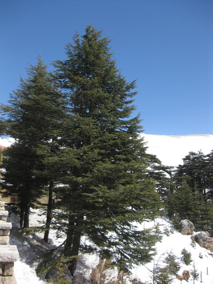 レバノン　杉の木