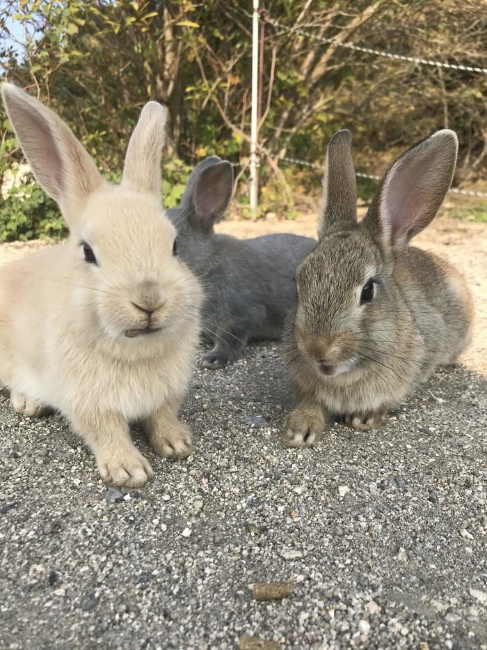 広島県　ウサギの島　ウサギ