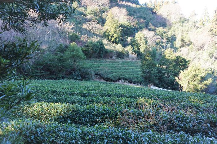 静岡県　満観峰　茶畑
