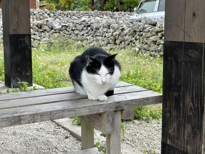 竹富島　中心部の休憩所にいた猫