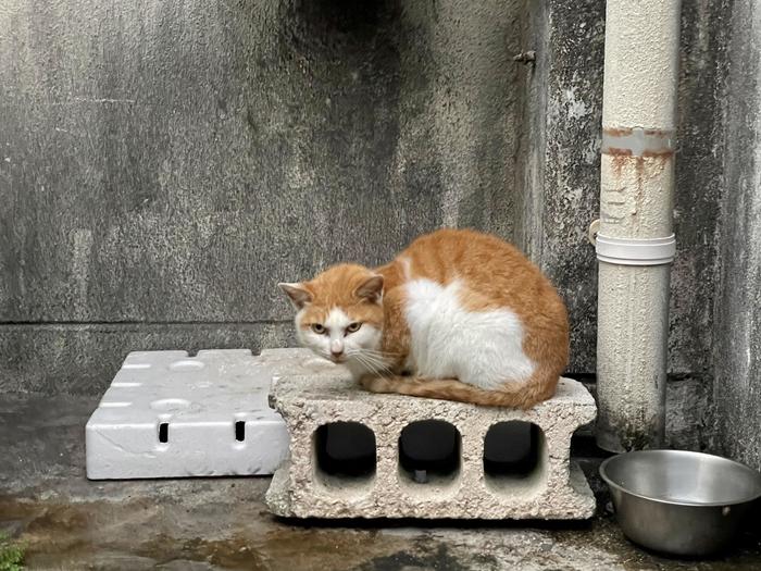 石垣市街の中心部にいた猫