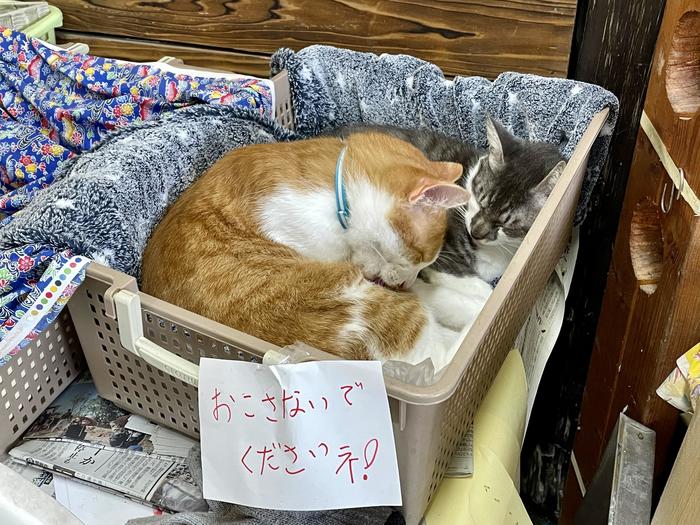 石垣島　ヤエヤマヤシ群落入口前にある生ジュース屋さんにいた猫