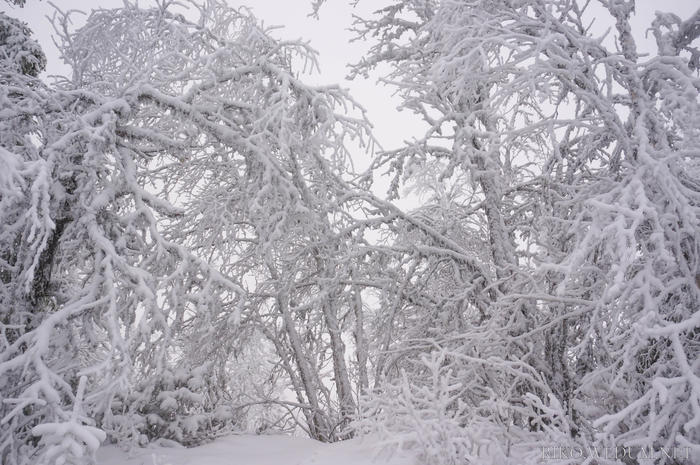 ノルウェー　雪に包まれた真っ白な木々