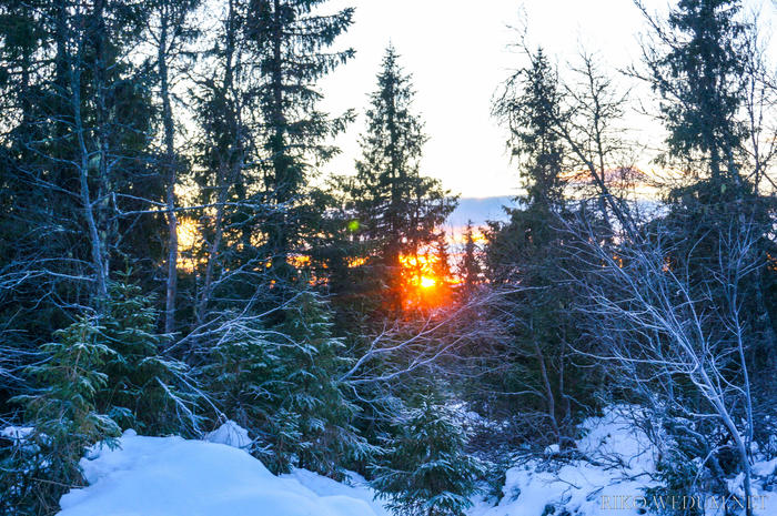 ノルウェー　木々の間から洩れる夕日
