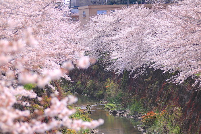 四季の道の桜