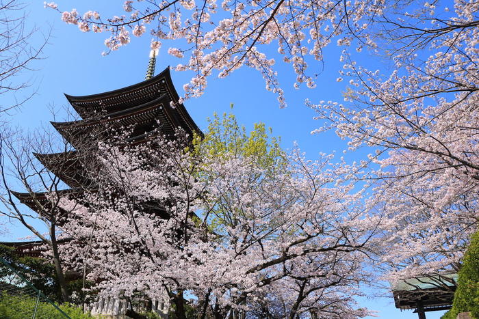 覚王山 日泰寺の桜