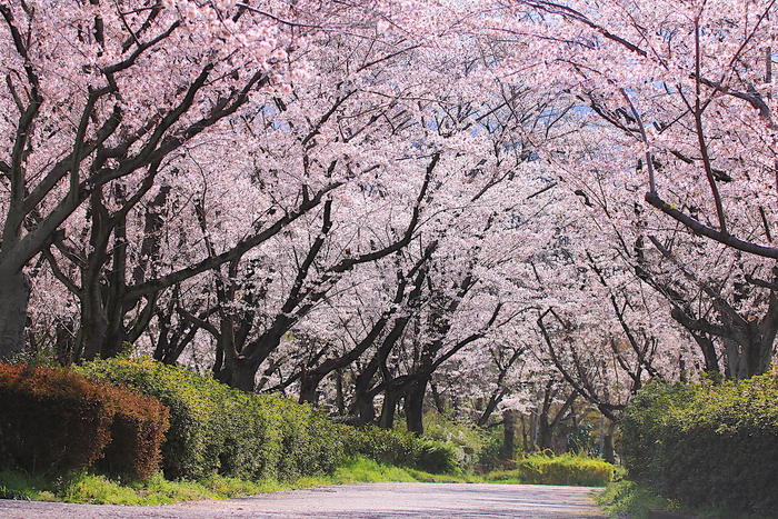 平和記念公園の桜