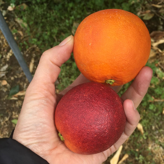 愛媛県　ブラッドオレンジ　種類