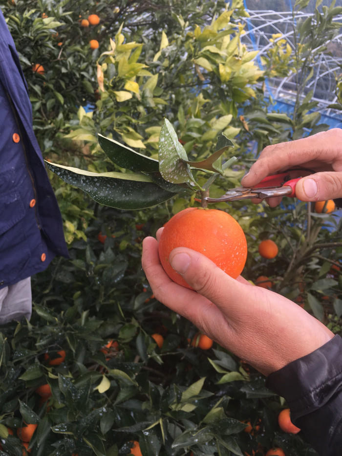 愛媛県　ブラッドオレンジ　収穫