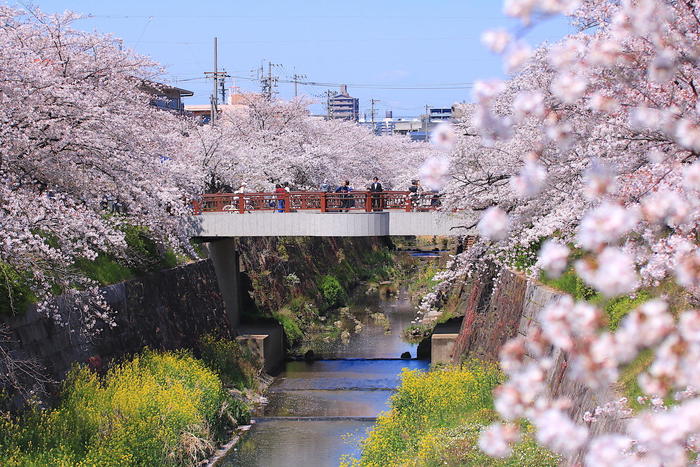 四季の道の桜