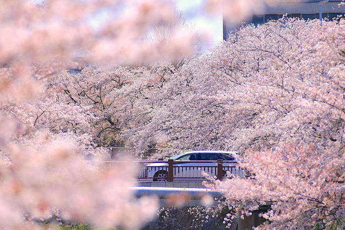 名古屋の桜