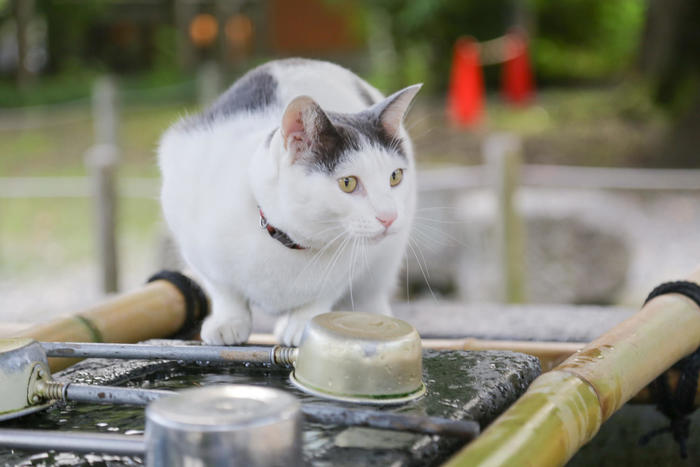 石川県　尾山神社　猫