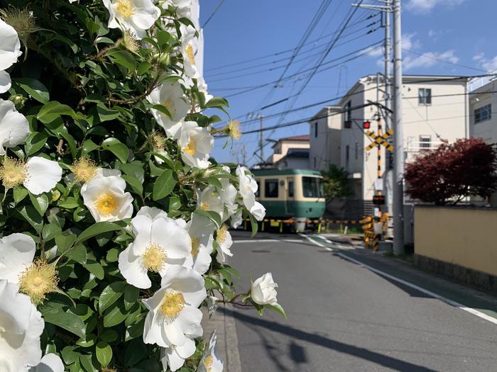 神奈川県　道端の花