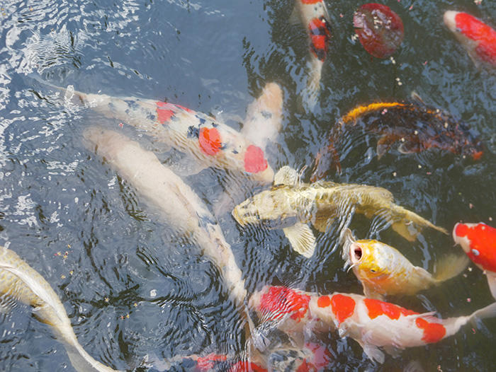 京都 南禅寺 天授庵の庭の鯉