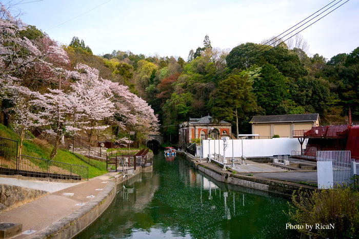 琵琶湖疏水 桜