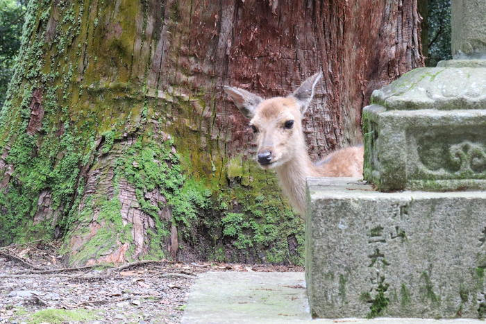 奈良　奈良公園　鹿