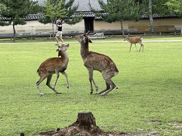 奈良　奈良公園　鹿　じゃれあい
