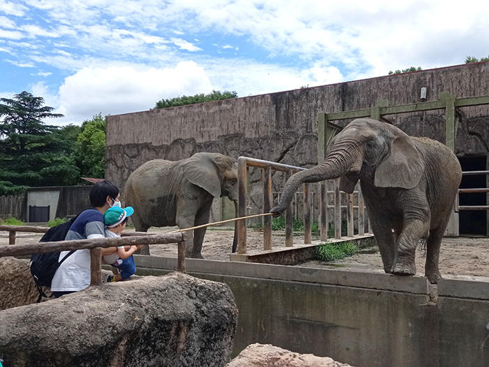 東武動物公園 ゾウの餌やり体験