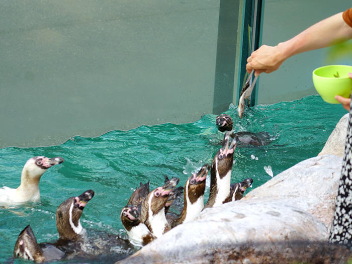 東武動物公園 ペンギンの餌やり