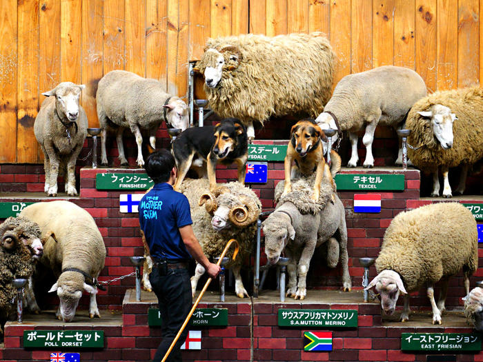 マザー牧場 シープショー 壇上に並ぶ羊