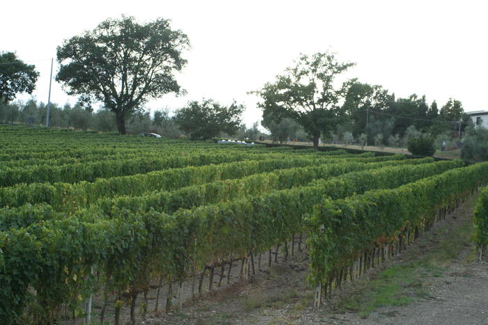 ワイン畑