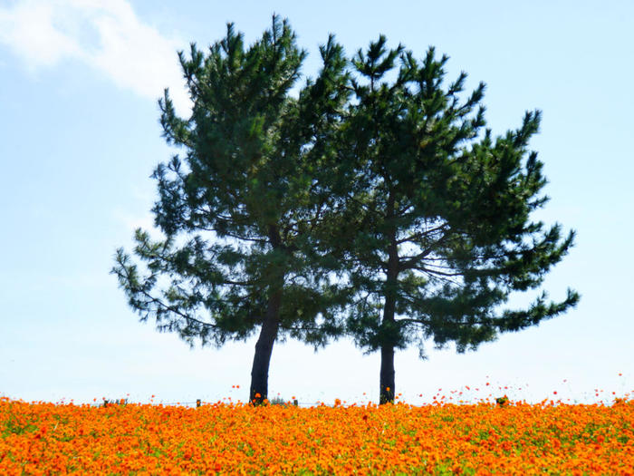 国営ひたち海浜公園　キバナコスモスの花畑とカップル杉