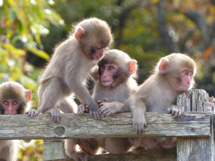 銚子渓 自然動物園お猿の国