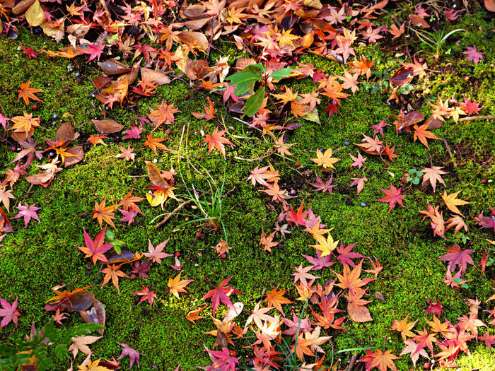 根津美術館 庭園の見どころ 苔と落ち葉