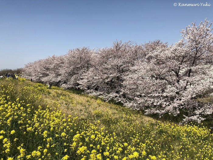 熊谷桜堤と菜の花
