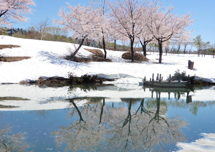 魚沼市観光協会提供：雪上桜